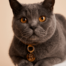Load image into Gallery viewer, Letter N Pet Charm
